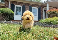 Destiny, a female Maltipoo for sale in Newberry, SC – 2 of 3