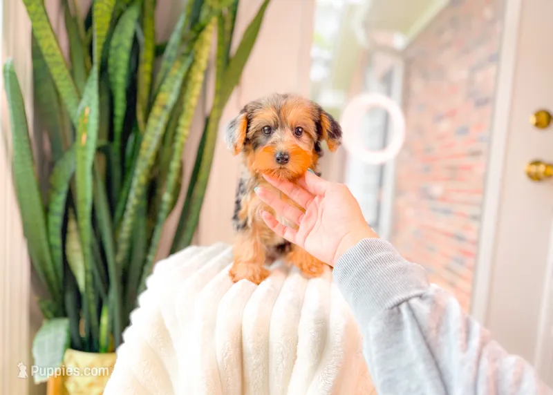 Grace – Yorkshire Terrier, Poodle - Miniature  puppy for sale in Newberry, SC