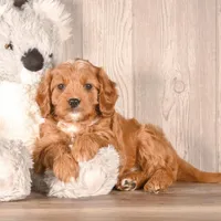 Zach, a male Cavapoo for sale in Newberry, SC – Photo 3 of 3