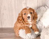 Zess, a female Cavapoo for sale in Newberry, SC – Photo 1 of 3