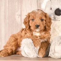 Zach, a male Cavapoo for sale in Newberry, SC – Photo 1 of 3