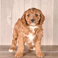 Zeina, a female Cavapoo for sale in Newberry, SC – Photo 1 of 3