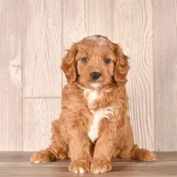 Zach, a male Cavapoo for sale in Newberry, SC – Photo 2 of 3