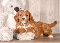 Zess, a female Cavapoo for sale in Newberry, SC – Photo 3 of 3