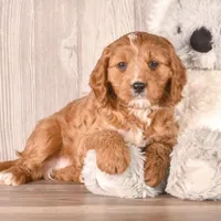 Zeina, a female Cavapoo for sale in Newberry, SC – Photo 2 of 3
