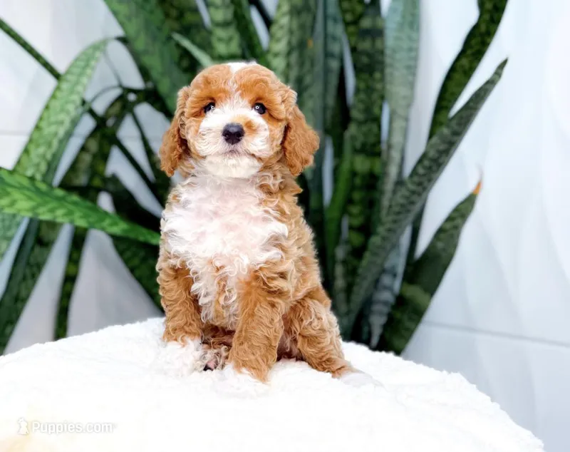Finn – Poodle - Miniature  puppy for sale in Newberry, SC