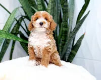Finn, a male Poodle - Miniature  for sale in Newberry, SC – 1 of 3