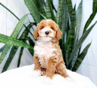 Finn, a male Poodle - Miniature  for sale in Newberry, SC – 2 of 3