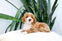 Finn, a male Poodle - Miniature  for sale in Newberry, SC – 3 of 3