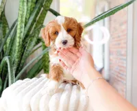 Stone, a male Cavapoo for sale in Newberry, SC – 3 of 3
