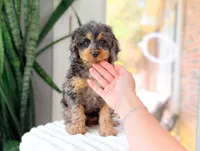 Hank, a male Cavapoo for sale in Newberry, SC – 2 of 3