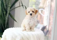 Maverick, a male Maltipoo for sale in Newberry, SC – 3 of 3