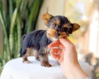 Tito, a male Yorkshire Terrier for sale in Newberry, SC – Photo 2 of 3