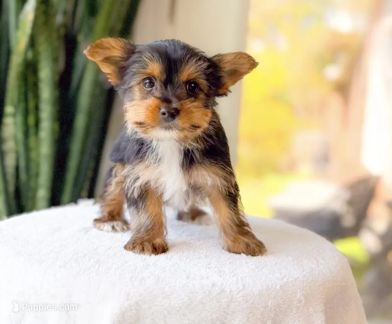 Tito, a male Yorkshire Terrier for sale in Newberry, SC – Photo 1 of 3