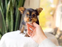 Tito, a male Yorkshire Terrier for sale in Newberry, SC – Photo 3 of 3