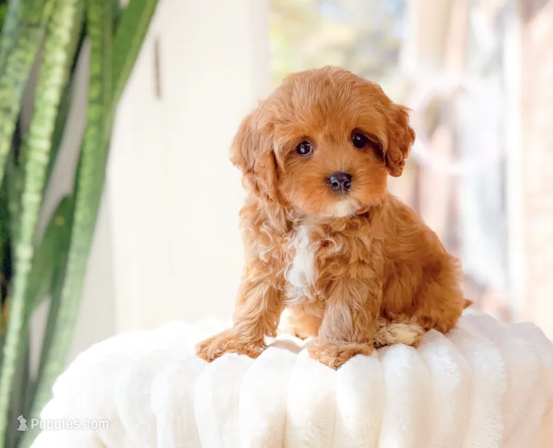 Acai – Cavapoo puppy for sale in Newberry, SC