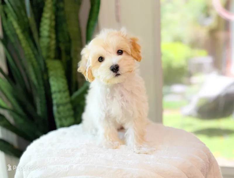 Miso – Maltipoo puppy for sale in Newberry, SC