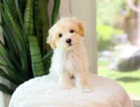 Miso, a male Maltipoo for sale in Newberry, SC – 1 of 3