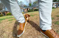 Bridgette, a female Cavapom for sale in Newberry, SC – Photo 8 of 8