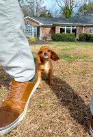Bridgette, a female Cavapom for sale in Newberry, SC – Photo 3 of 8