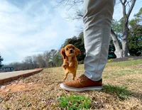 Bridgette, a female Cavapom for sale in Newberry, SC – Photo 7 of 8