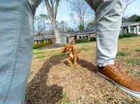 Bridgette, a female Cavapom for sale in Newberry, SC – Photo 4 of 8