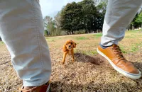 Bridgette, a female Cavapom for sale in Newberry, SC – Photo 2 of 8