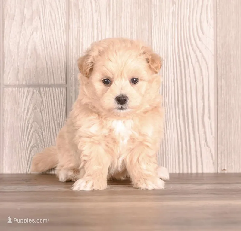 Coat, a male Maltipoo for sale in Newberry, SC – Photo 1 of 3