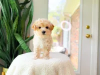 Viren, a male Maltipoo for sale in Newberry, SC – 2 of 4