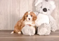 Bobby, a  Cavapoo for sale in Newberry, SC – Photo 2 of 2