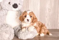 Bobby, a  Cavapoo for sale in Newberry, SC – Photo 1 of 2