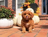Leilani, a female Cavapoo for sale in Newberry, SC – 3 of 3