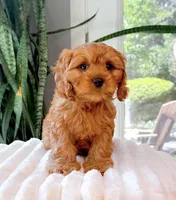 Cash, a male Cavapoo for sale in Newberry, SC – 3 of 3