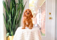 Fudge, a male Cavapoo for sale in Newberry, SC – 2 of 5