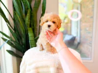 Braxton, a male Maltipoo for sale in Newberry, SC – 3 of 4