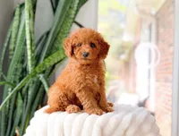 Raven, a female Cavapoo for sale in Newberry, SC – 2 of 3