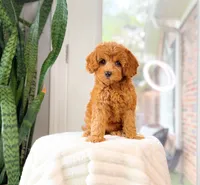 Calla, a female Cavapoo for sale in Newberry, SC – 2 of 3