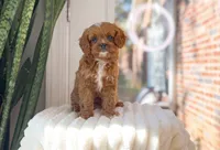 Cupcake, a female Cavapoo for sale in Newberry, SC – 2 of 3