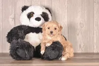 Yellow, a female Maltipoo for sale in Newberry, SC – Photo 3 of 3