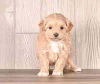 Yellow, a female Maltipoo for sale in Newberry, SC – Photo 1 of 3