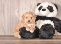 Yellow, a female Maltipoo for sale in Newberry, SC – Photo 2 of 3