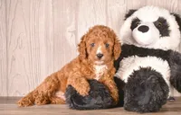 Gabe, a male Cavapoo for sale in Newberry, SC – 3 of 3
