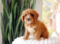 Sterling, a male Cavapoo for sale in Newberry, SC – 3 of 3