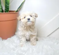 Sarasota, a female Maltipoo for sale in Newberry, SC – Photo 3 of 3