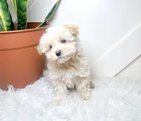 Sarasota, a female Maltipoo for sale in Newberry, SC – Photo 2 of 3