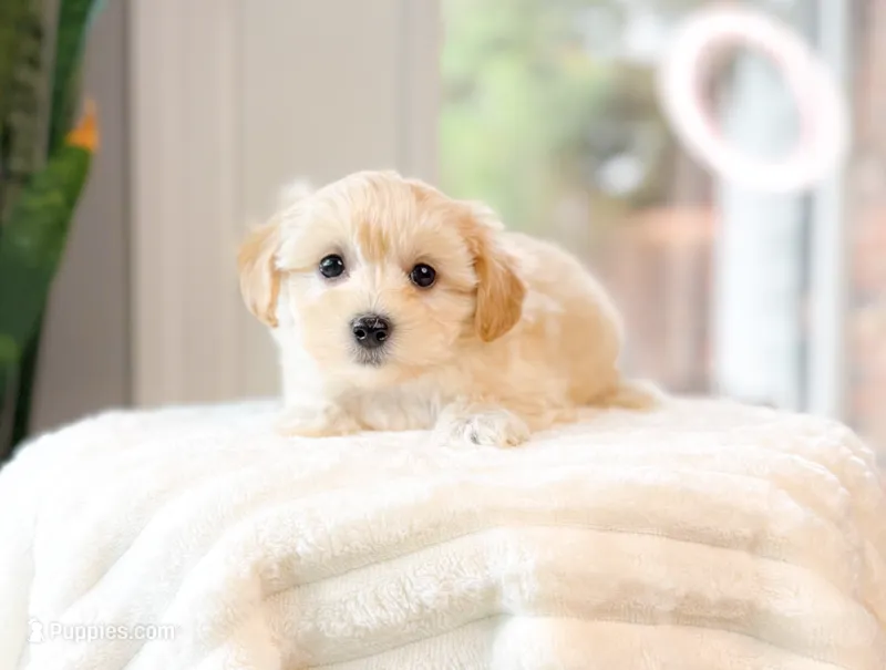 Dakotah – Maltipoo puppy for sale in Newberry, SC