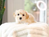 Dakotah, a female Maltipoo for sale in Newberry, SC – 1 of 2