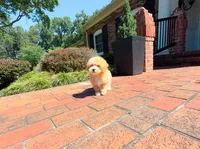 Braxton, a male Maltipoo for sale in Newberry, SC – 2 of 4