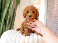 Gaia, a female Cavapoo for sale in Newberry, SC – 3 of 3