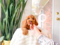 Fudge, a male Cavapoo for sale in Newberry, SC – 5 of 5